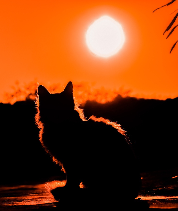 Coups de chaleur chez le chat ? Que faire ? 