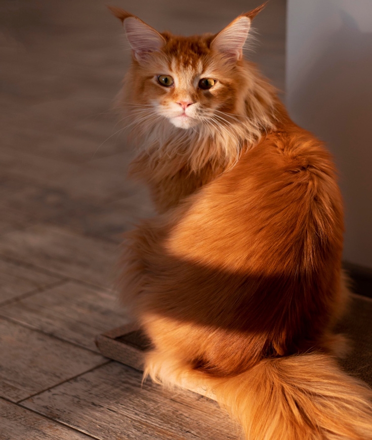 Le Chat Sibérien : un félin venu du froid