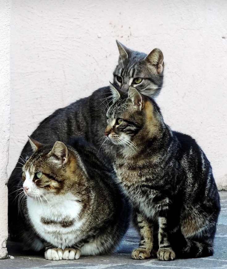 Les chats et l'adoption : Pourquoi, comment et quoi prévoir ?